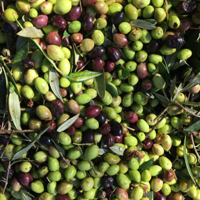 Nostos Restaurant Olives